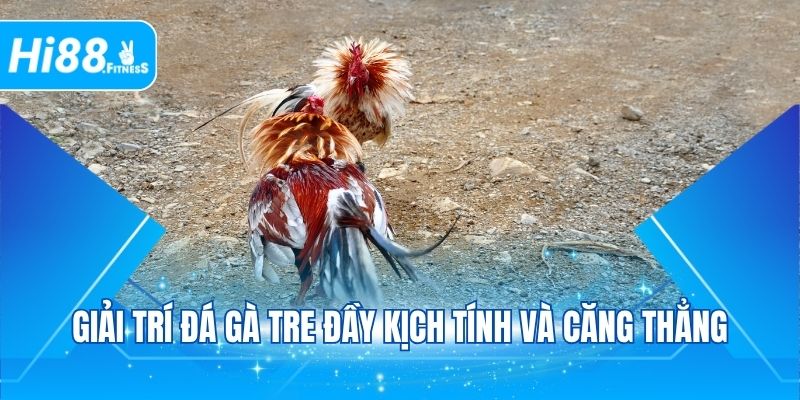 Giải trí đá gà tre đầy kịch tính và căng thẳng